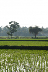 Rýžové pole na ostrově