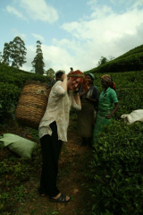 Čaj, Srí Lanka