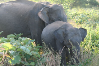 Safari na Srí Lance nabízí především volně žijící slony