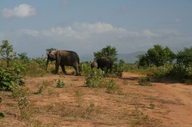 Sloni chrání mládě