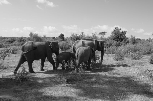 Sloni chrání mládě