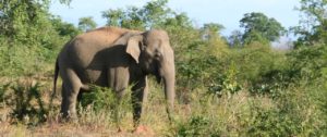 Safari Srí Lanka
