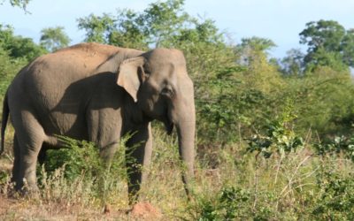 Cestopis Srí Lanka: Safari a moře